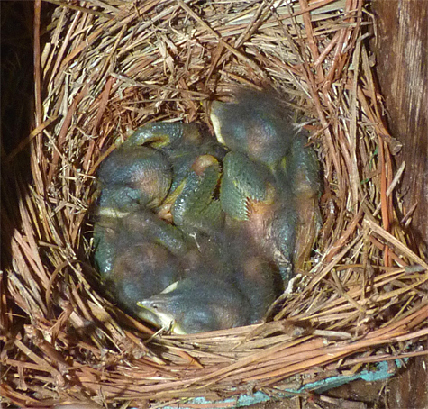 Four nestling bluebirds sleep warm and dry after yesterday's heavy rains (7/22/14).