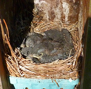 The last active nest is about to be abandoned for the larger world outside (7/29/14).