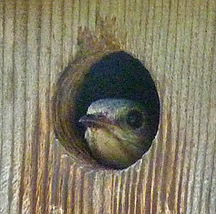 This female must have heard me fumbling with the gate as I approached the nest box at the Butterfly House (7/1/14).