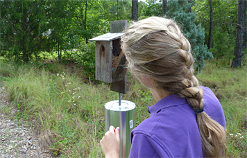 Kristin slowly opens the nest box door (7/1/14).