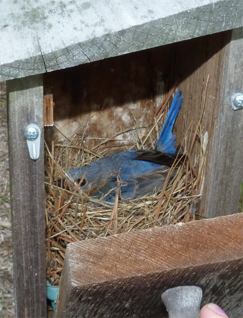 Mom sat tight and didn't allow a peek at her eggs (7/1/14).