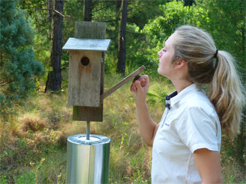 Carefully opening the nest box at the Butterfly House (7/8/14).
