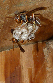resilient paper wasp rebuild nest at Sail Boat Pond (7/1/14).