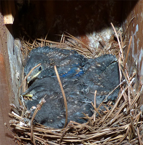 Four nestling bluebirds snug in their nest at the Cow Pasture (7/1/14).