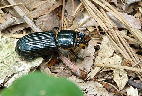 Bess Beetle or Horned Passalus (Odontotaenius disjunctus).