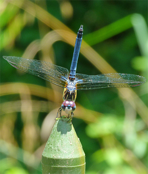 A Male Blue Dasher obelisking.