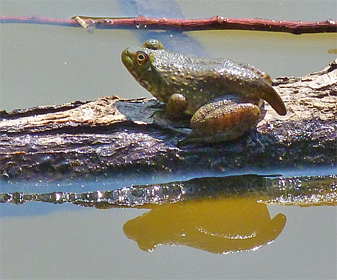 Perched on a floating willow branch, this young frog still totes a small tail.