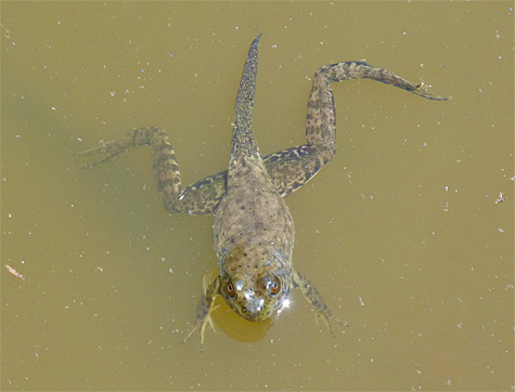 Note the long, shriveling tail on this individual.