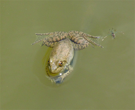 A newly morphed bullfrog.