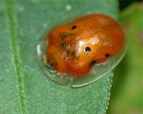 Golden Tortoise Beetle (Charidotella sexpunctata). If you have morning glory nearby you may see one of these small (5-7 mm) beetles on the plant. They can turn from gold-nugget gold to red in color. Note the transparent elytra.
