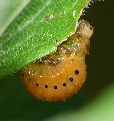 Swamp Milkweed Leaf Beetle larva.