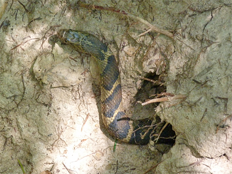 This northern water snake is both cooling off and waiting for prey to come along.