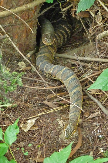 Two water snakes peek out from the base of a dawn redwood.