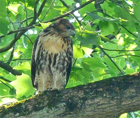 Immature Red-tailed hawk in a Tulip Tree.