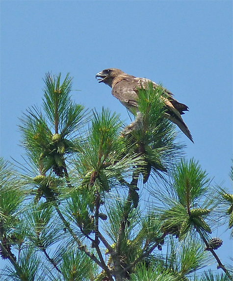 Red-tailed Hawk.
