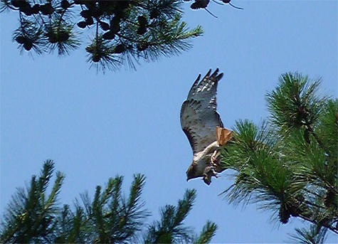 A squirrel can be seen in the hawk's talons.