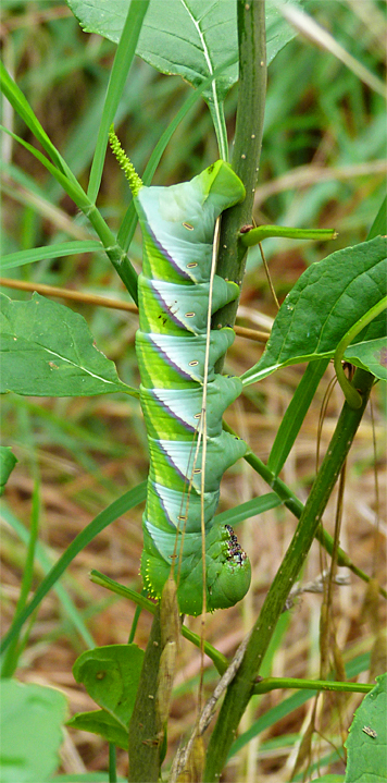 Hornworm in Catch the Wind.