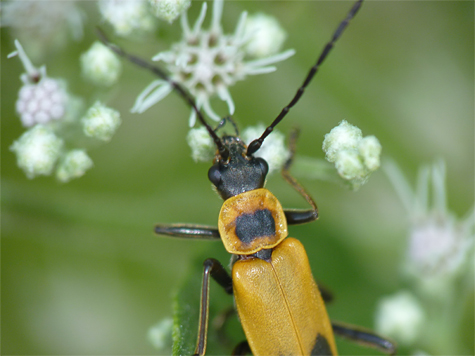 Goldenrod Soldier Beetle (Chauliognathus pensylvanicus). Find them on flowers in late summer to fall.