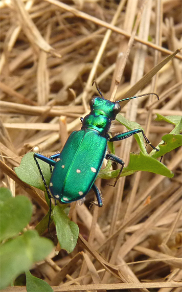 Six-spotted Tiger Beetle (Cincindela sexguttata). Find them in spring on the ground in wooded areas, hiking trails, roads, etc.