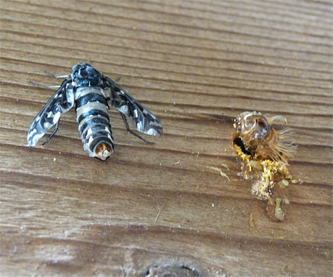 The "bee" and it cast of pupal skin at the entrance hole.