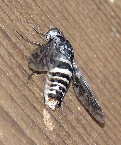 Tiger bee fly pumping fluid into it wings, its exoskeleton harding. getting ready to take on the world.