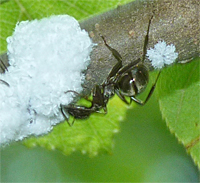 Large ant tending to the aphids.