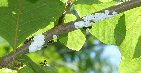 Woolly aphids on alder with their attendant ants.