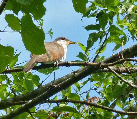 A Yellow-billed Cuckoo.
