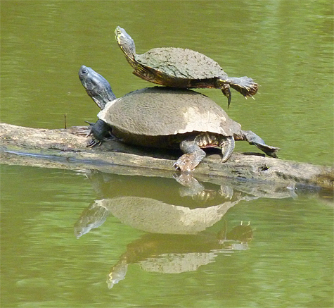 Two male yellow-bellied sliders.