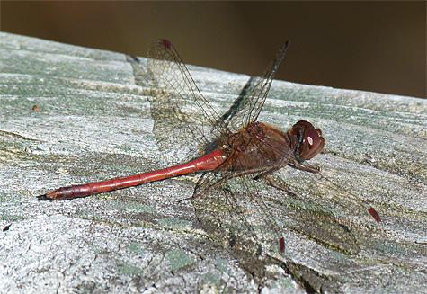 Autumn pondhawk (Sympetrum vicinum). I most often see these small dragons form October to November, but have seen them in December.