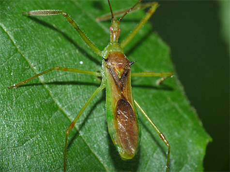 Assassin bug (Zelus luridus) waits for unsuspecting prey to happen along.