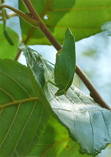 On the same alder as the hornet above, what looks like an anglewing katydid hides in plain sight.