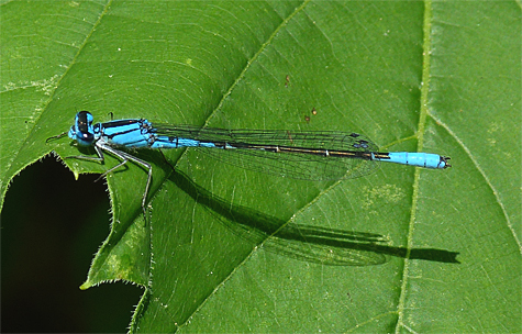 Azure bluet (Enallagma aspersum). Find this near shallow ponds with few predators.