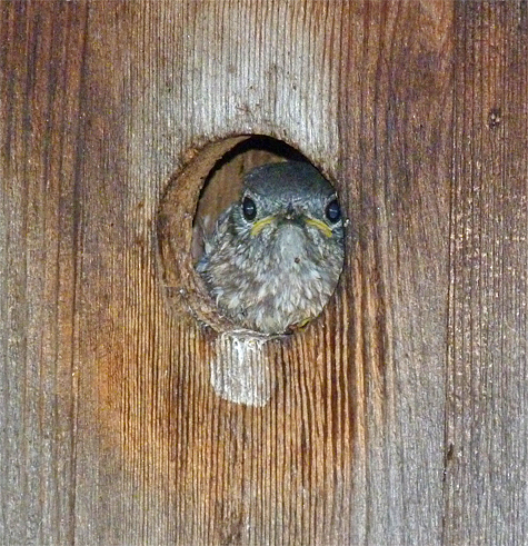 A nestling bluebird peeks out at me from its nest box. It's about to become a fledgling bluebird.