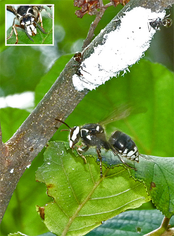 Bald-faced hornet gleans sweets from an alder leaf. Named for white (bald) markings on the face). Note the aphid colony and ants above the hornet.
