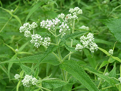Boneset, said to help in the healing of broken bones, blooms at the water's edge in the Wetlands.