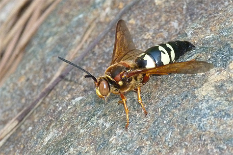 This cicada killer stakes a claim on a boulder near a potential nesting site.