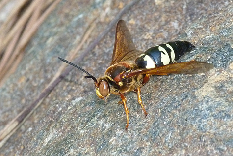 This cicada killer stakes a claim on a boulder near a potential nesting site.