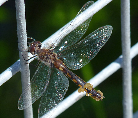 Common baskettail (Epitheca cynosura). Note the eggs in this early season dragonfly's "basket." 