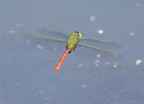 Comet darner (Anax longipes). Small ponds and lakes are the best places to see these large colorful darners.