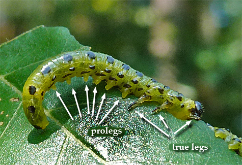 Note the three pairs of true legs and six pairs of prolegs on this dusky sawfly larva.