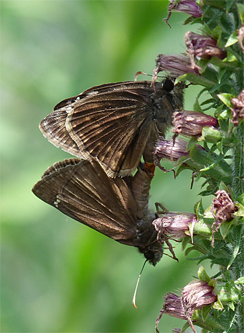 These two duskywings (not sure what species) attempt to create more duskywings.
