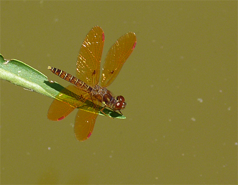 Eastern amberwing (Perithemis tenera). Another common dragonfly that's found at most ponds and lakes. Although only about an inch long it's difficult to overlook these dragons.