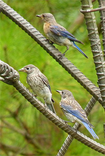 Mom brings two of her fledglings to the feeders in Catch the Wind.