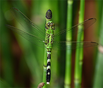 Eastern pondhawk (Erythemis simplicicollis).Young males are green like this female.