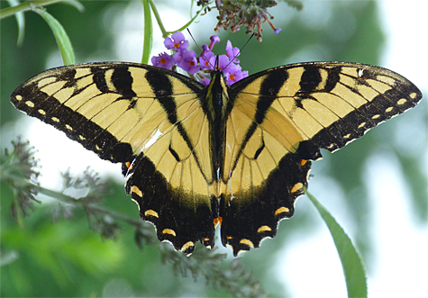 One of very few eastern tiger swallowtails I've seen this year.