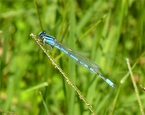 Familiar bluet (Enallagma civile). Look for this common damsel at ponds and slow streams. 