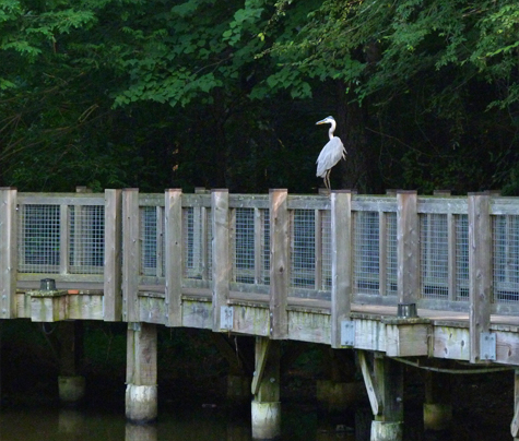 After closing time, the resident great blue heron comes out enjoys view from the boardwalk's railing
