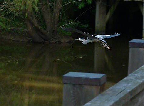 The heron didn't stay long after I entered the picture.