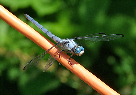Great blue skimmer (Libellula vibrans). The largest of the skimmers, sometimes seen in great swarms.
